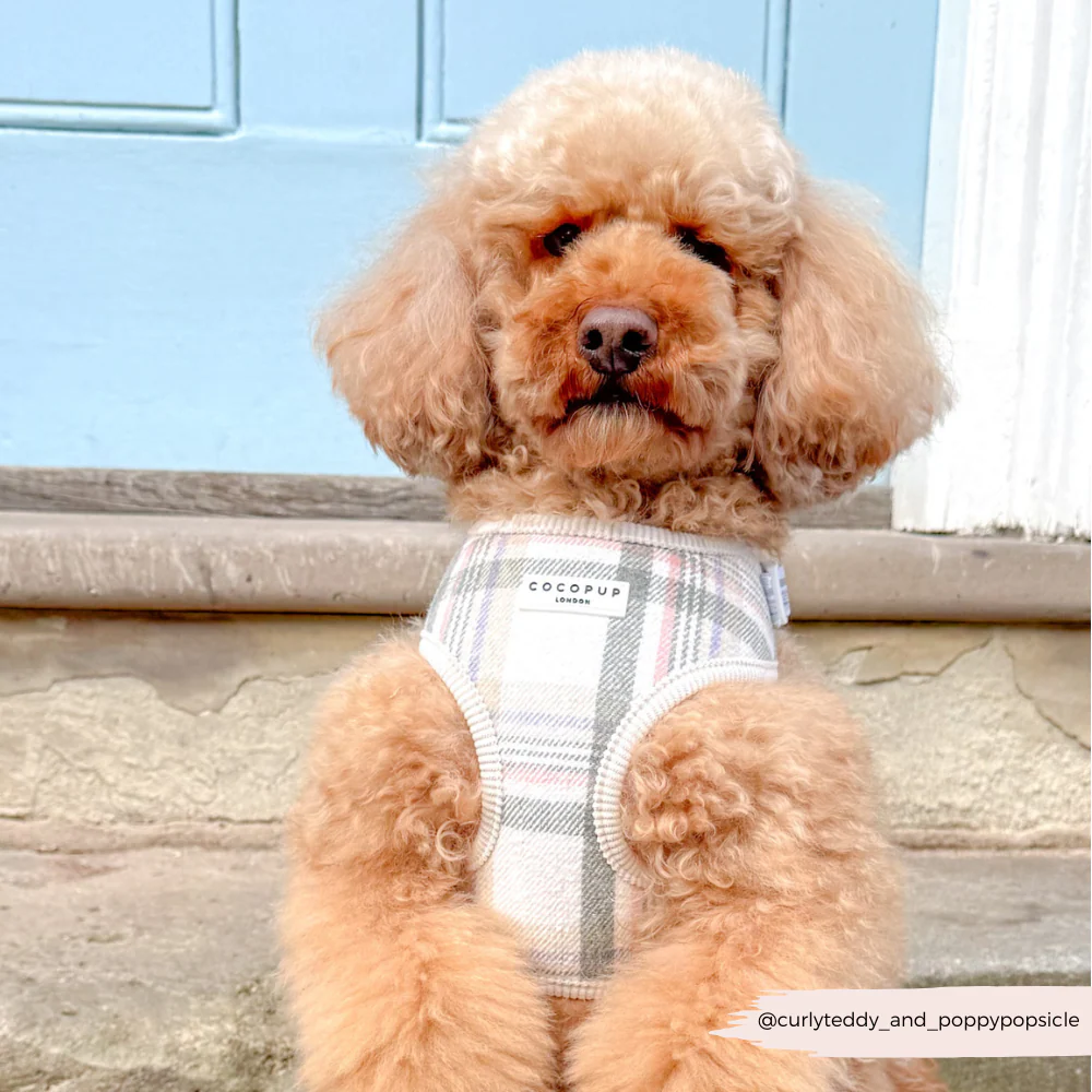 Oxford Plaid Adjustable Neck Harness, Lead & Collar Bundle - Image 7