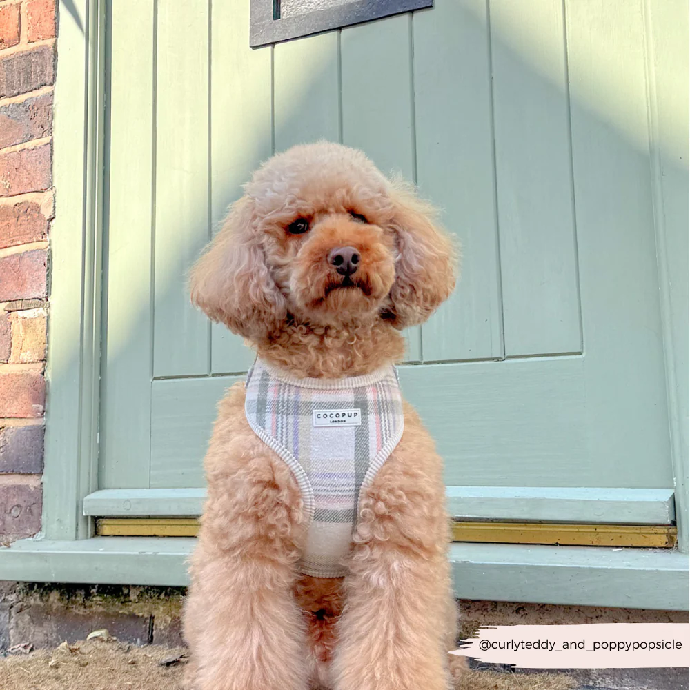 Oxford Plaid Adjustable Neck Harness, Lead & Collar Bundle - Image 9