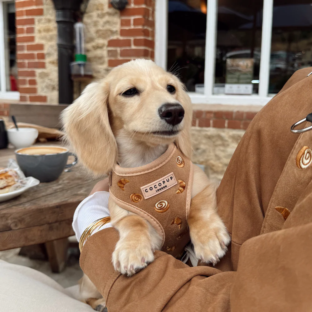 Pawtisserie Adjustable Neck Harness, Lead & Collar Bundle - Image 15