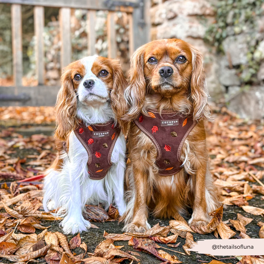 Pawtumn Leaves Adjustable Neck HARNESS - Image 4