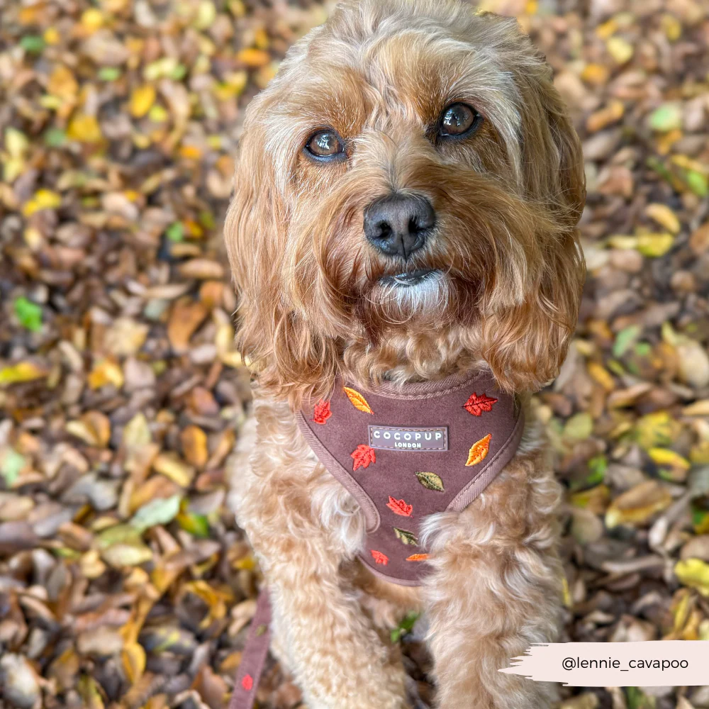 Pawtumn Leaves Adjustable Neck HARNESS - Image 7