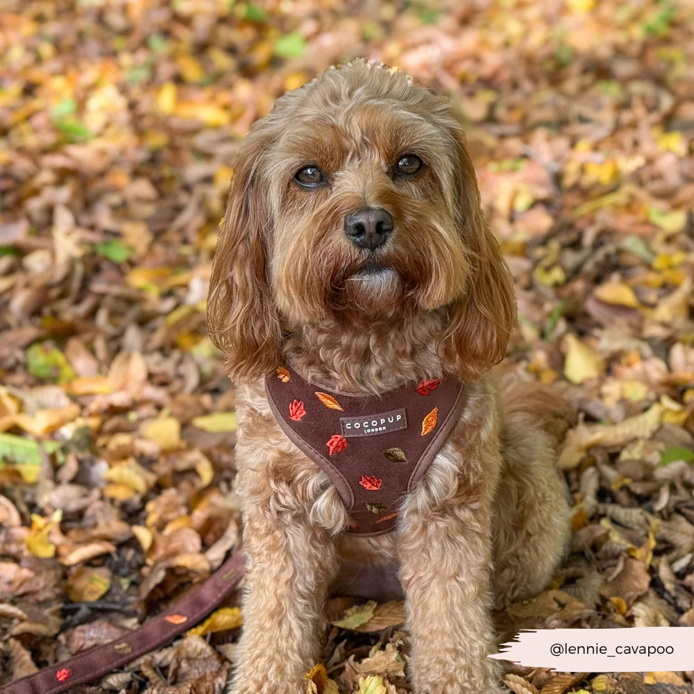 Pawtumn Leaves Adjustable Neck HARNESS - Image 9