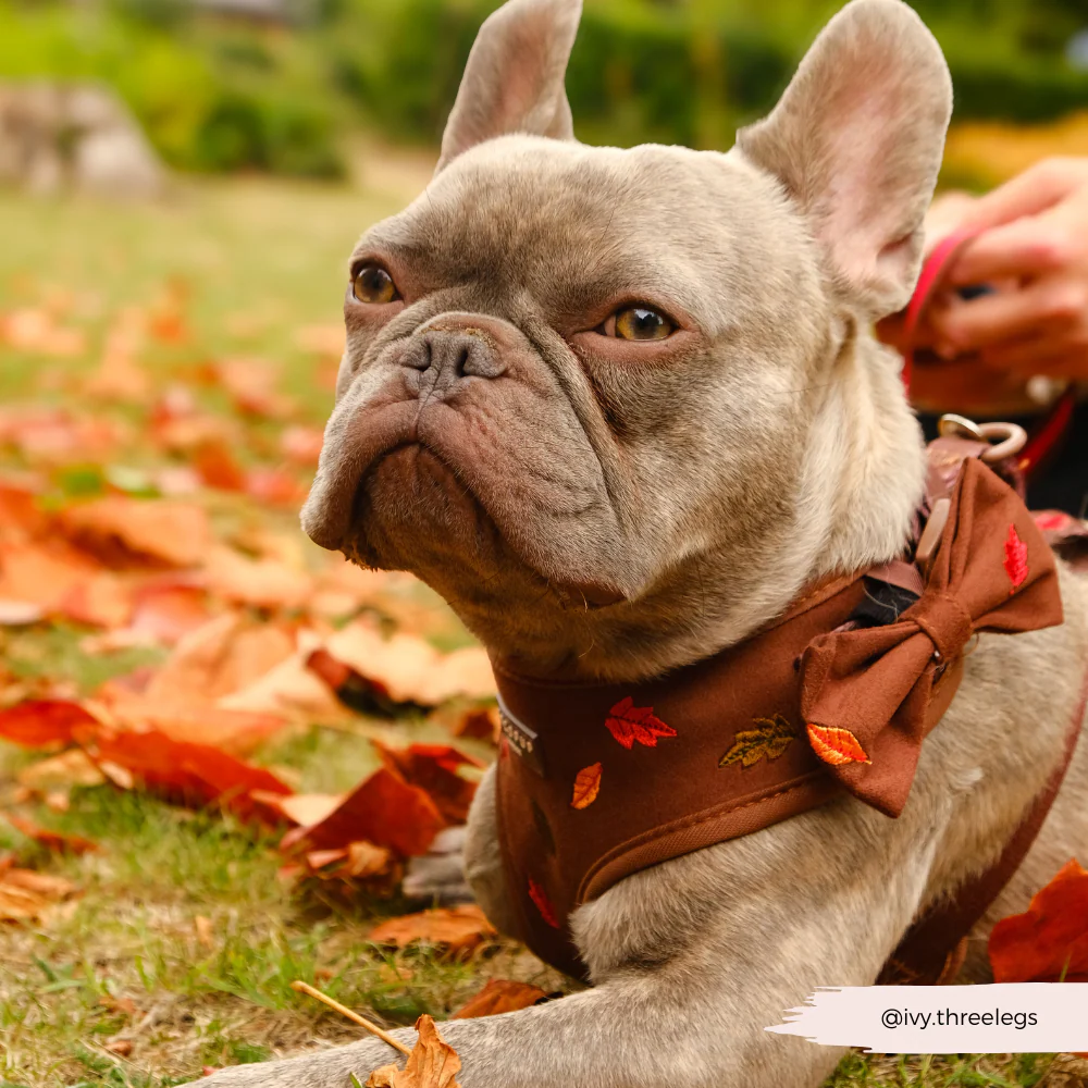 Pawtumn Leaves Bow Tie - Image 3