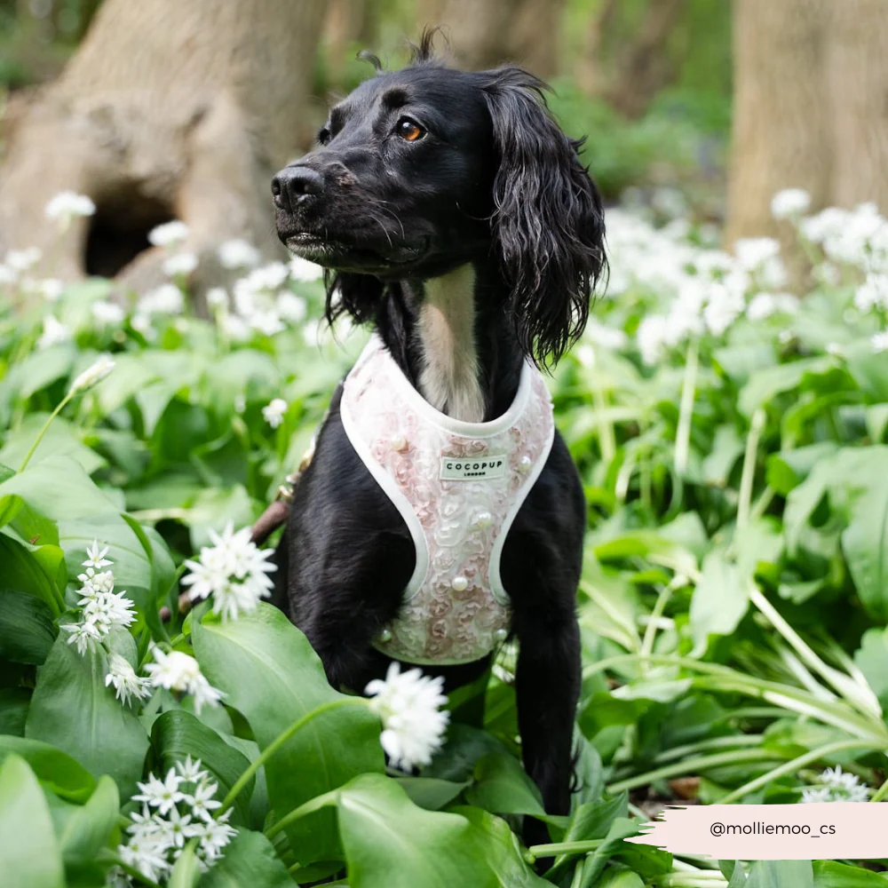 Pearly Pup Adjustable Neck HARNESS - Image 14