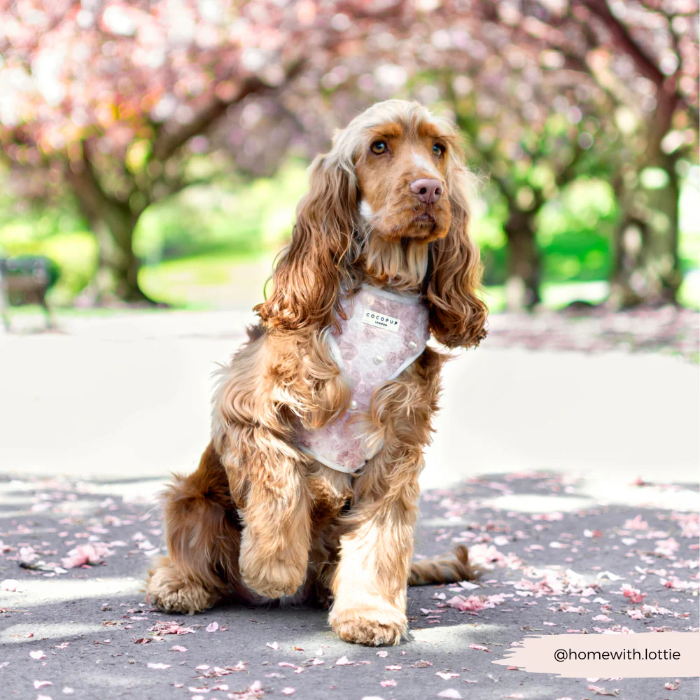 Pearly Pup Adjustable Neck HARNESS - Image 10