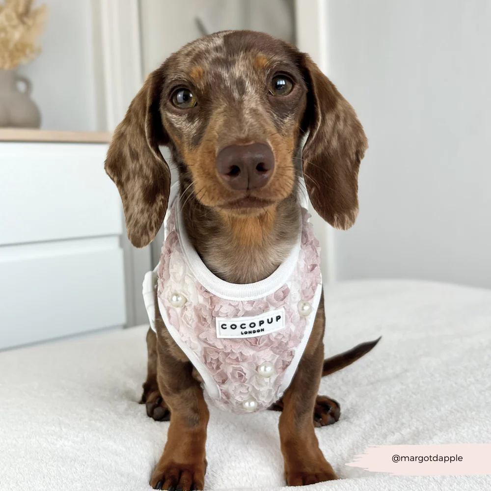 Pearly Pup Adjustable Neck HARNESS - Image 8