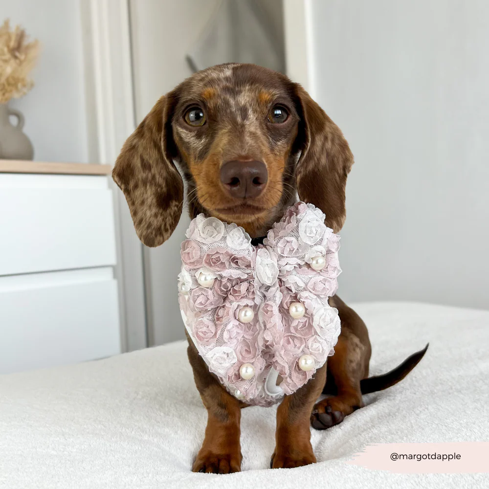 Pearly Pup Sailor Bow Tie - Image 5