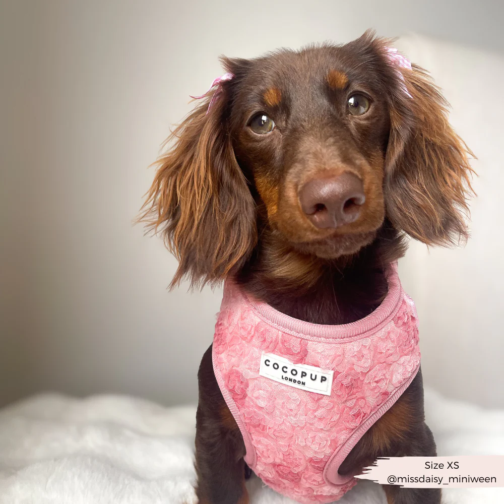 Peony Pup Adjustable Neck HARNESS - Image 12