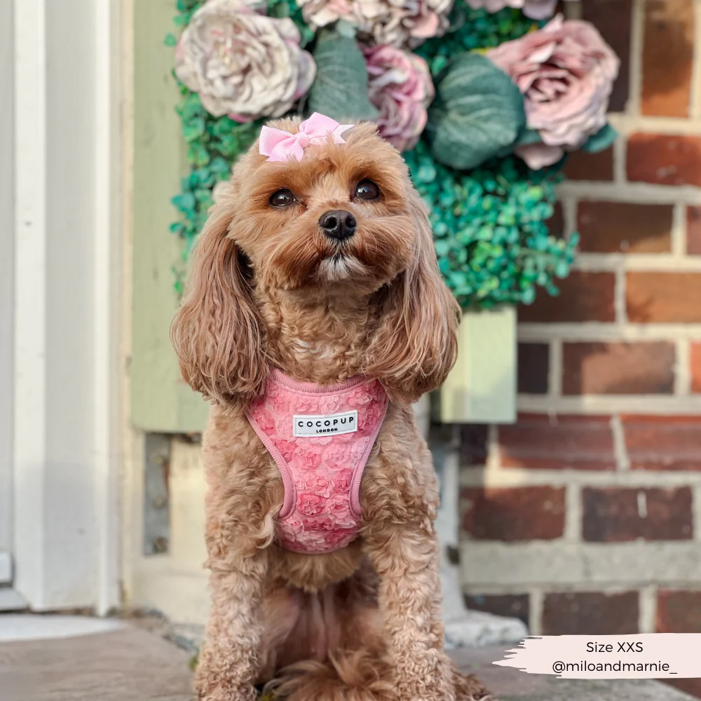 Peony Pup Adjustable Neck HARNESS - Image 9