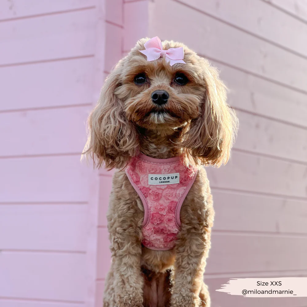 Peony Pup Adjustable Neck Harness, Lead & Collar Bundle - Image 16