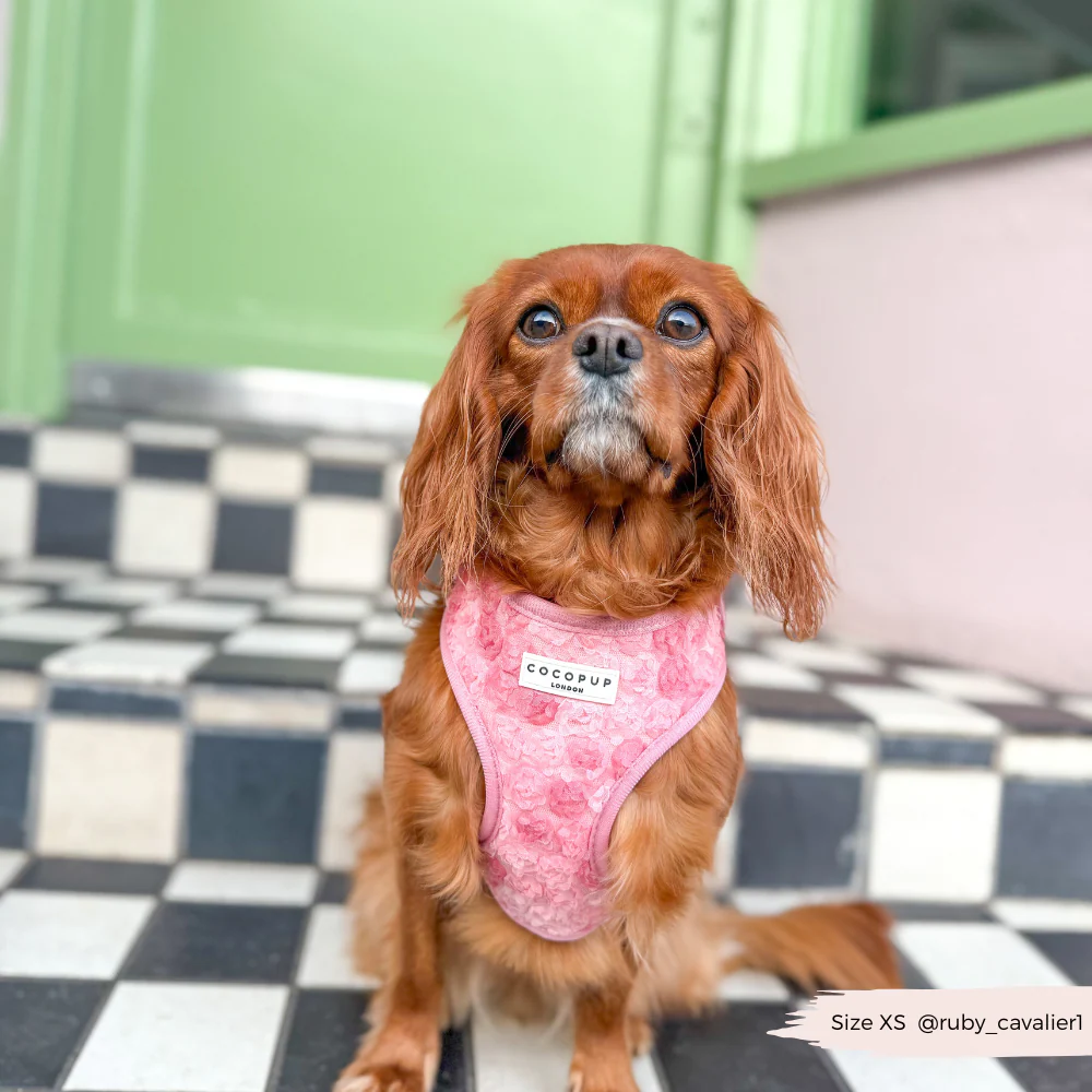 Peony Pup Adjustable Neck HARNESS - Image 7