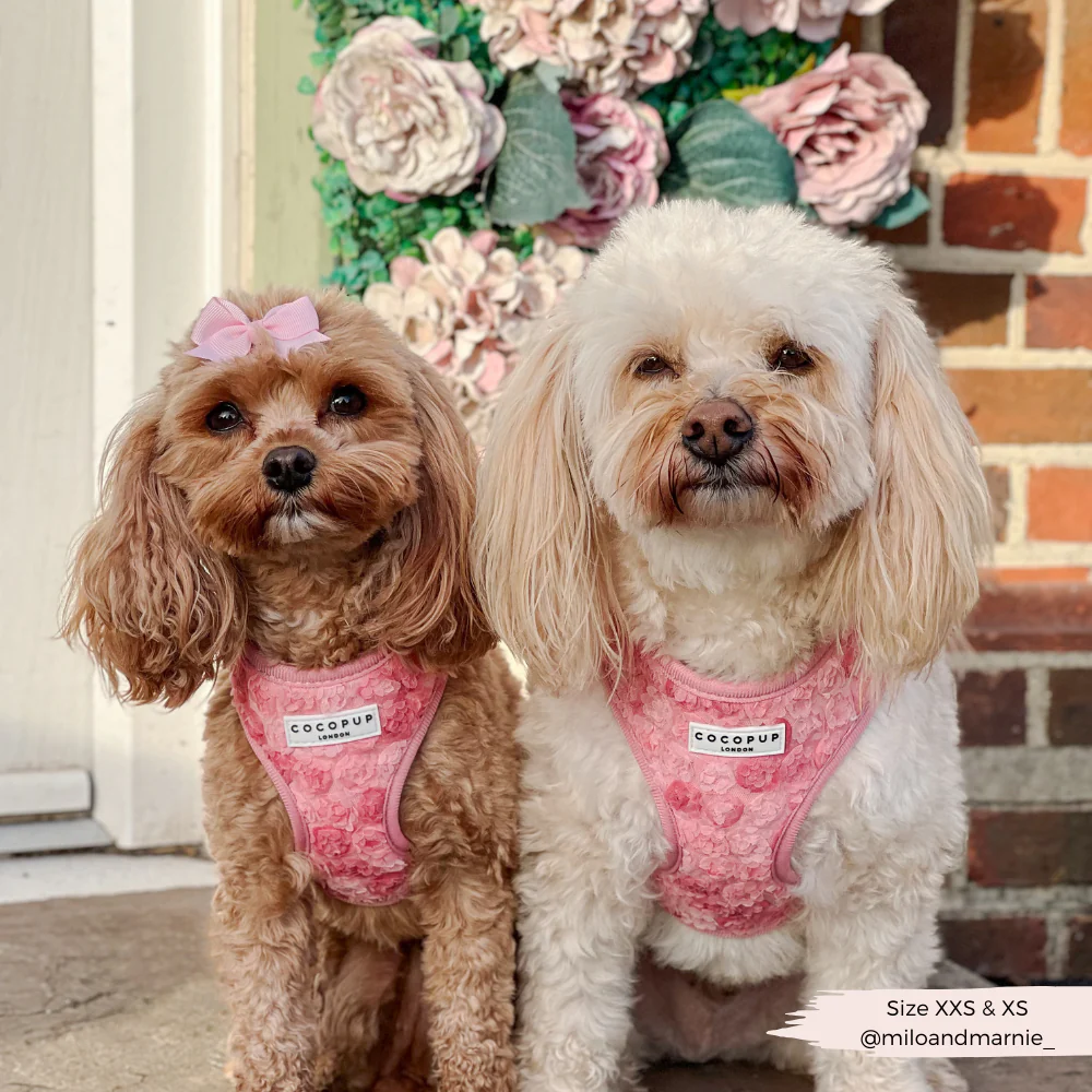 Peony Pup Adjustable Neck Harness, Lead & Collar Bundle - Image 24