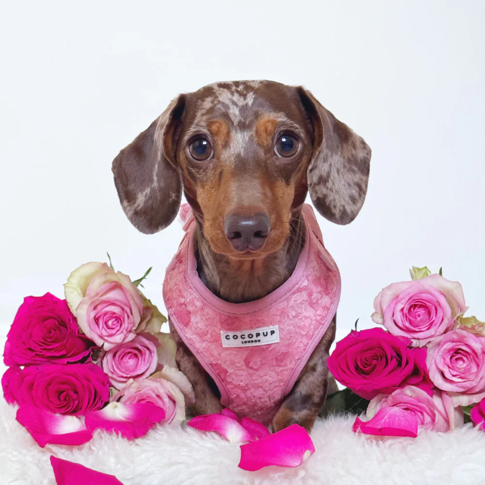 Peony Pup Adjustable Neck HARNESS - Image 13