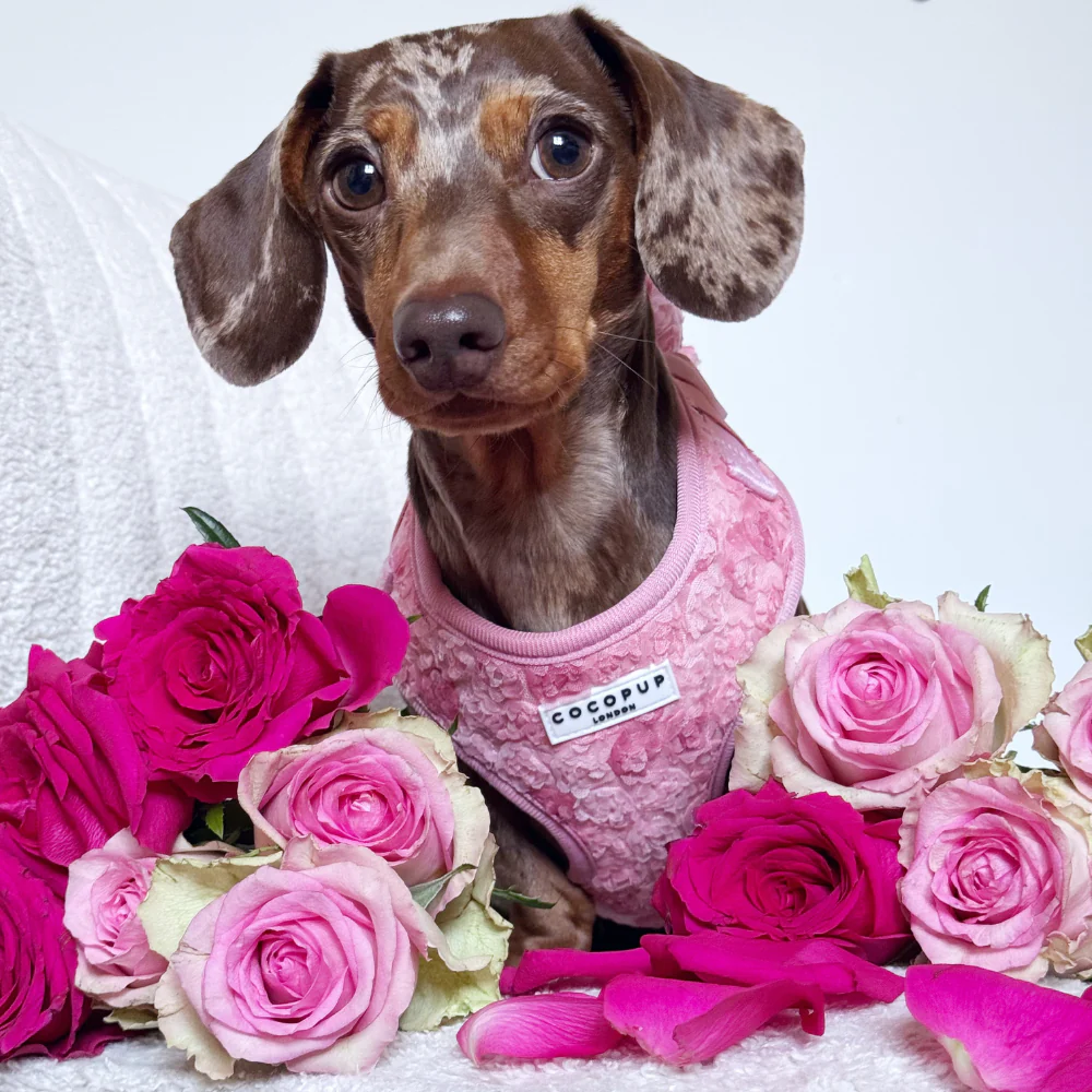 Peony Pup Adjustable Neck Harness, Lead & Collar Bundle - Image 27