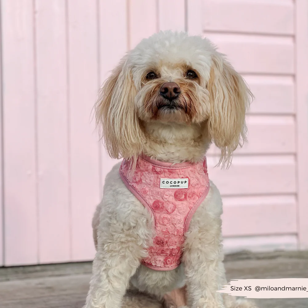 Peony Pup Adjustable Neck HARNESS - Image 11