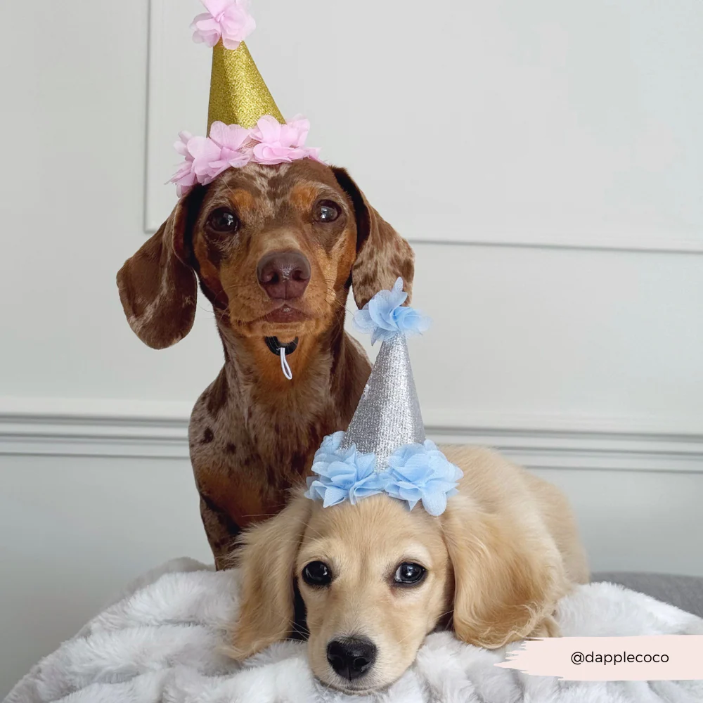 Dog Party Hat - Pink - Image 2