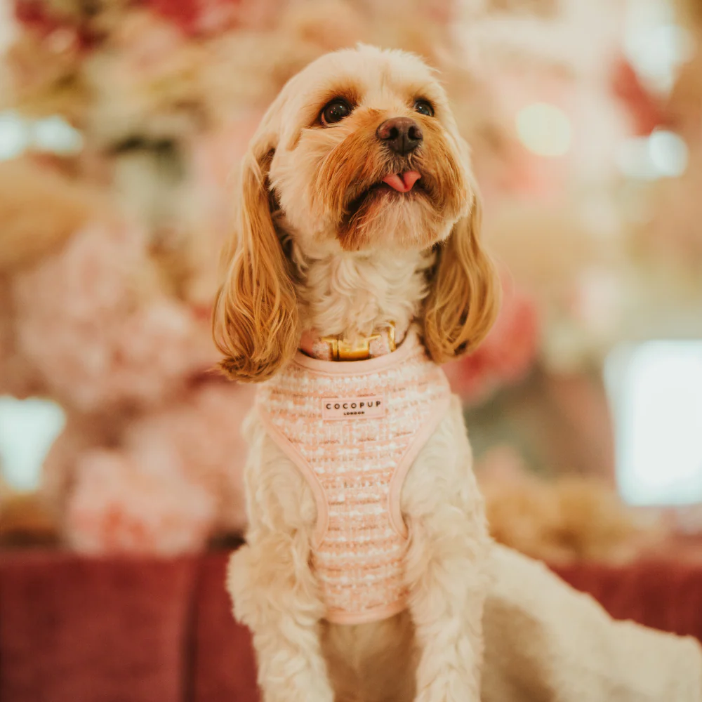 Pink Textured Tweed Adjustable Neck Harness, Lead & Collar Bundle - Image 13