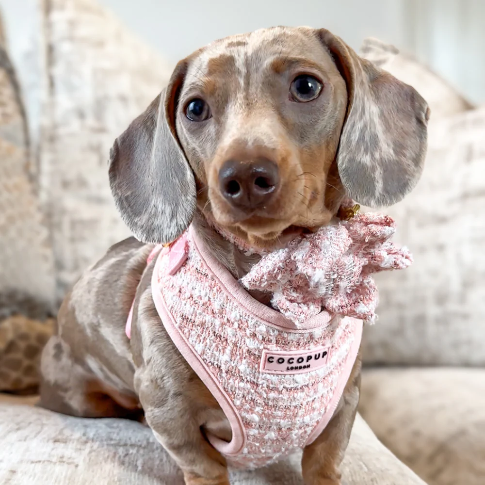 Pink Textured Tweed Adjustable Neck Harness, Lead & Collar Bundle - Image 32