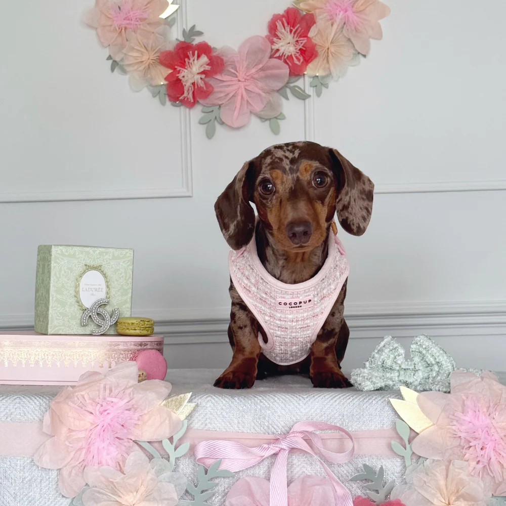 Pink Textured Tweed Adjustable Neck Harness, Lead & Collar Bundle - Image 36