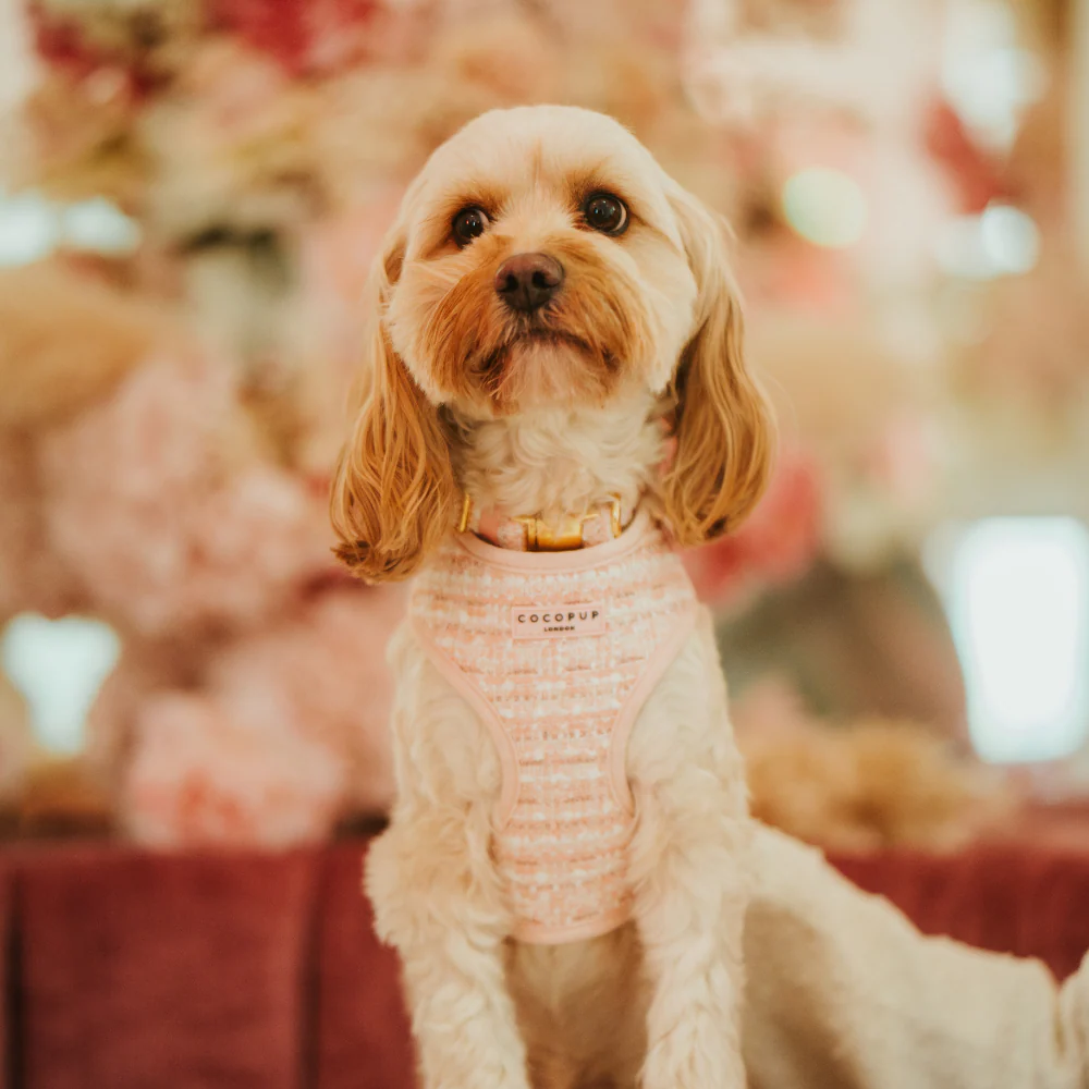 Pink Textured Tweed COLLAR - Image 4
