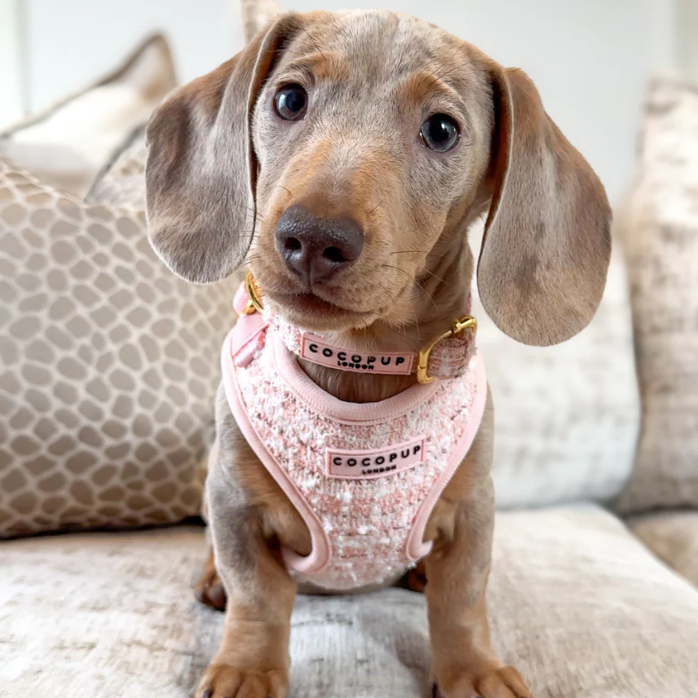 Pink Textured Tweed COLLAR - Image 5