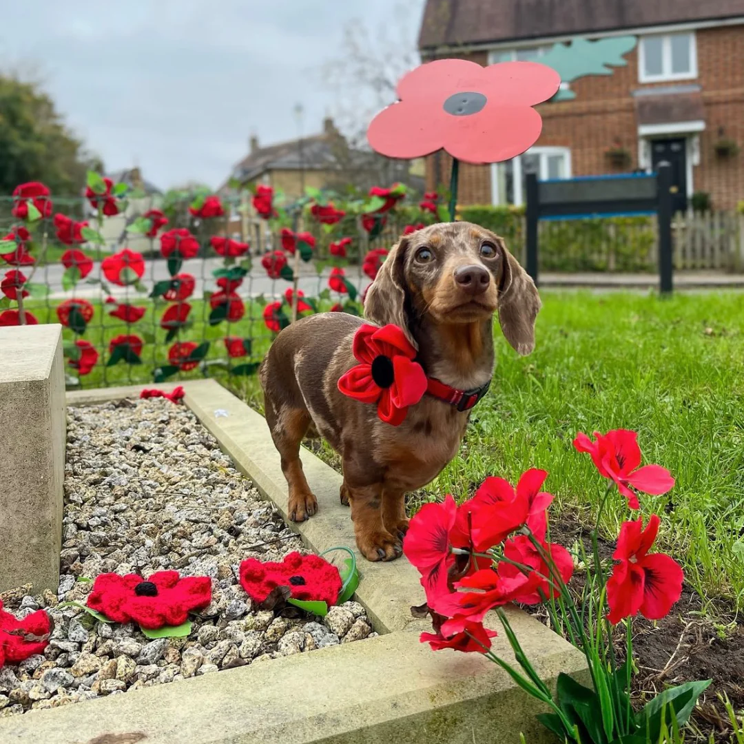 Poppy Collar Flower - Image 16