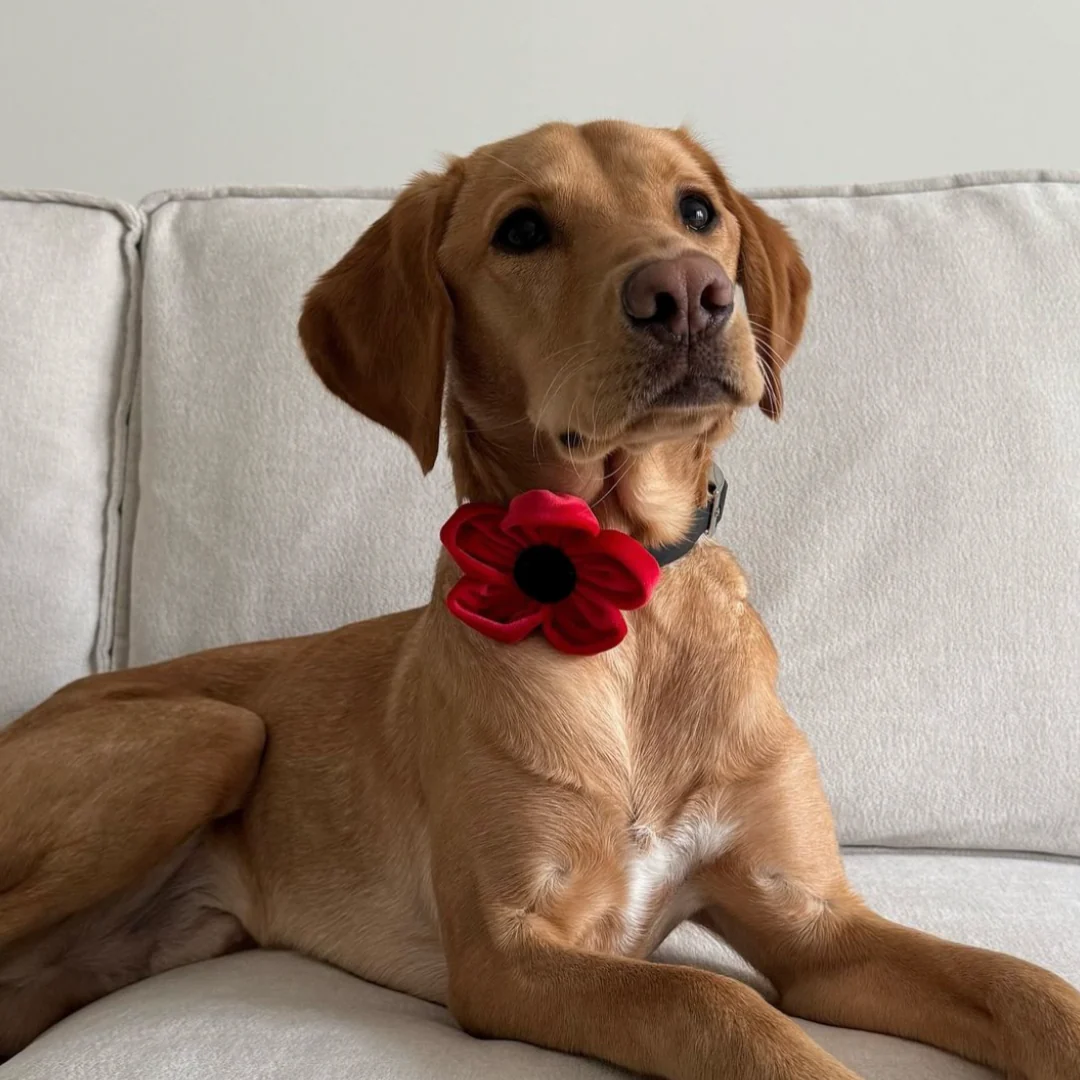 Poppy Collar Flower - Image 21