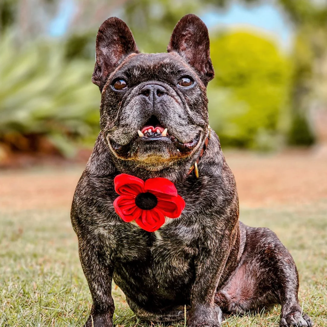 Poppy Collar Flower - Image 24