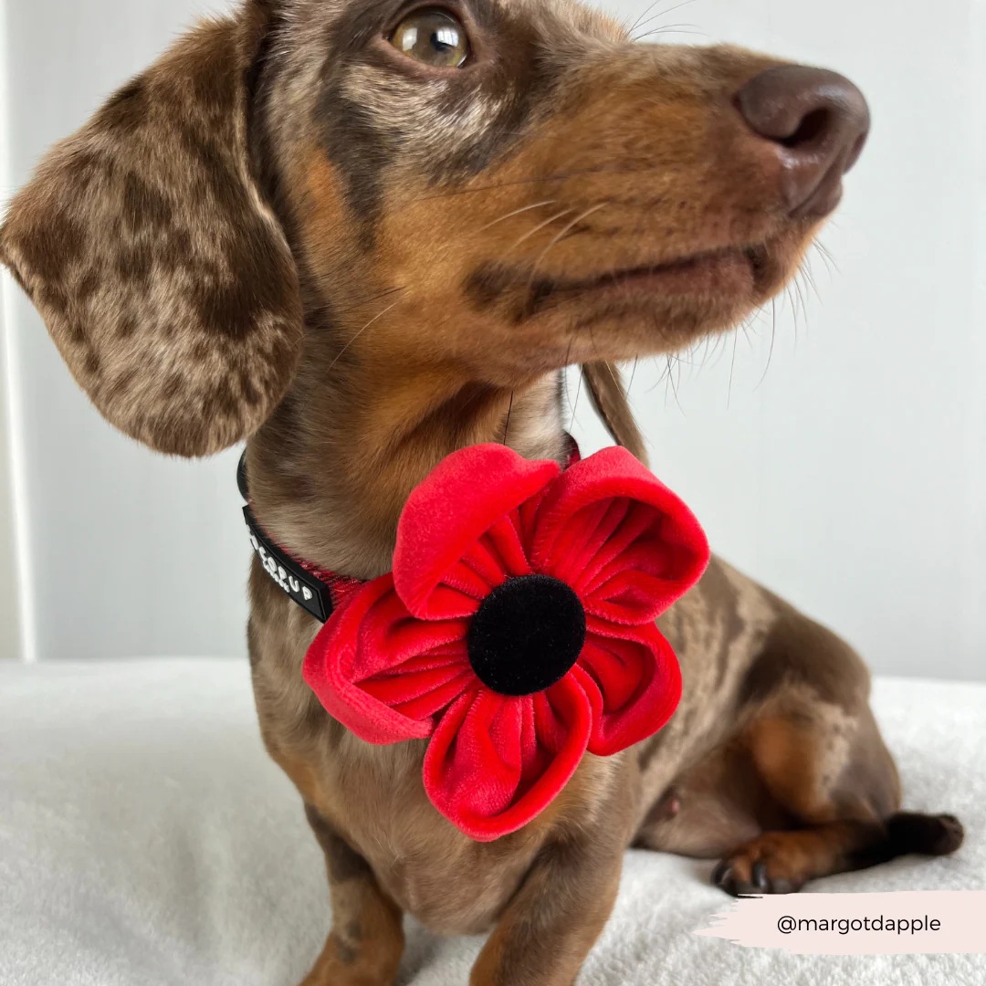 Poppy Collar Flower - Image 9