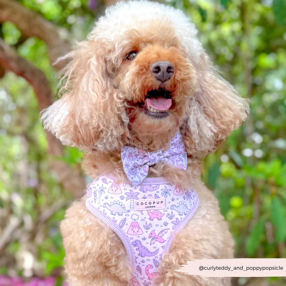 Princess Dino Adjustable Neck HARNESS - Image 10