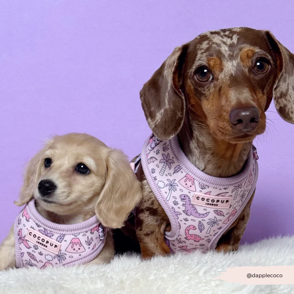 Princess Dino Adjustable Neck HARNESS - Image 12