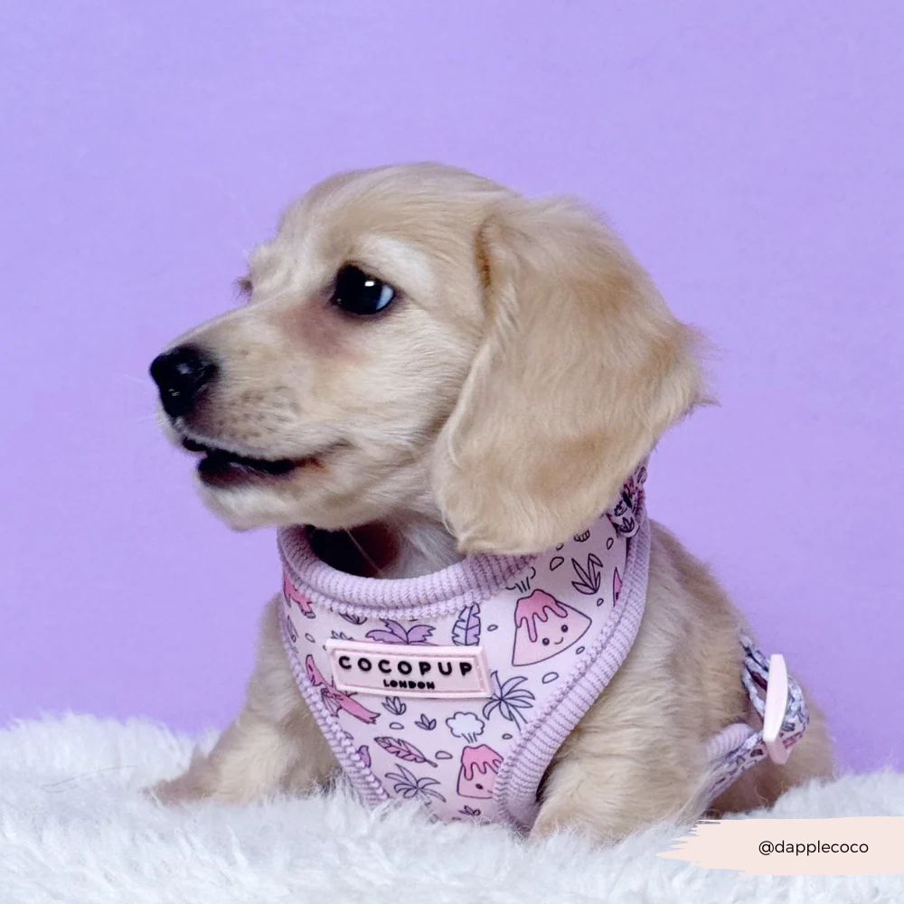 Princess Dino Adjustable Neck HARNESS - Image 15