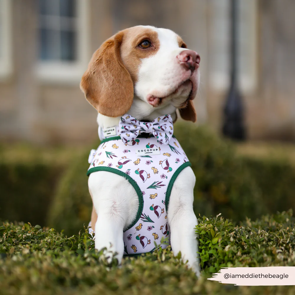 Puddle Pup Adjustable Neck Harness, Lead & Collar Bundle - Image 14