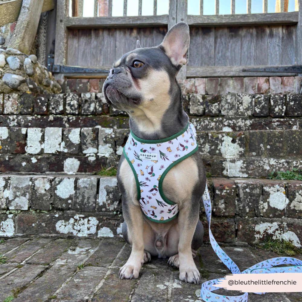 Puddle Pup Adjustable Neck Harness, Lead & Collar Bundle - Image 18