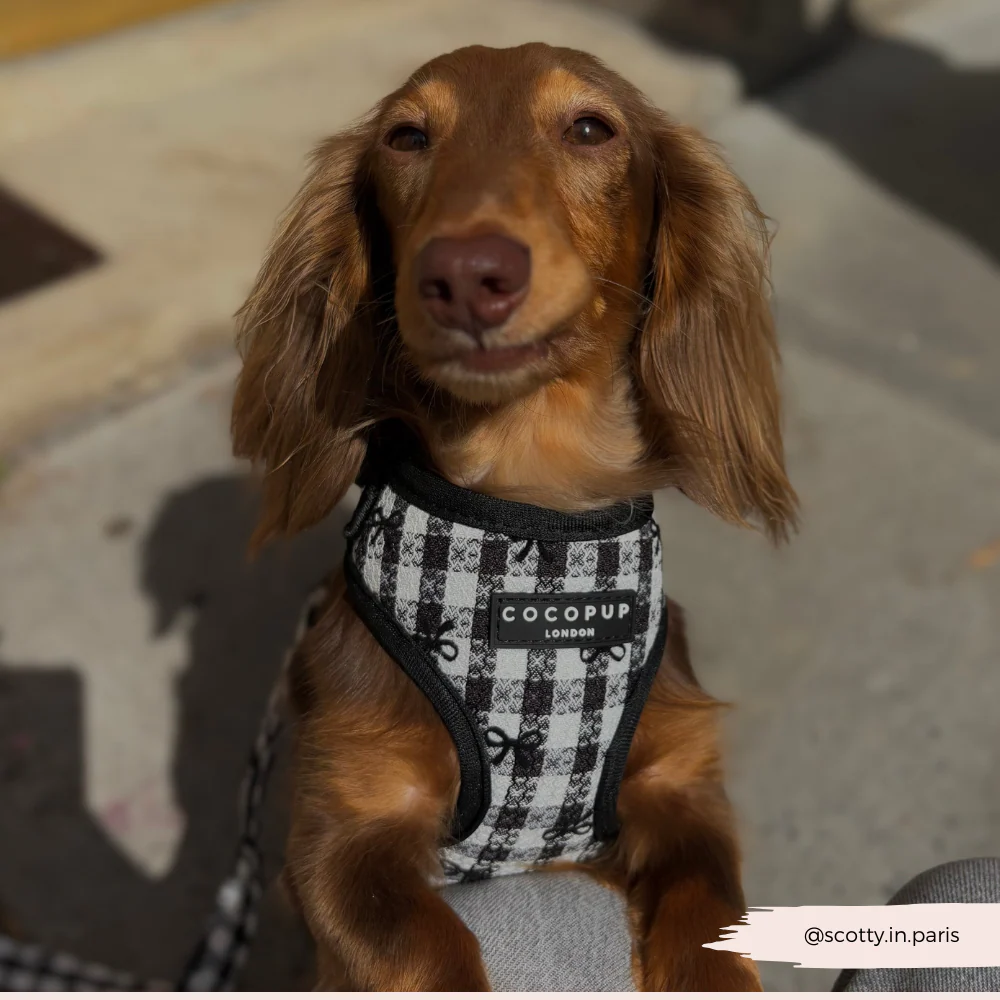 Pup in Paris Adjustable Neck Harness, Lead & Collar Bundle - Image 10