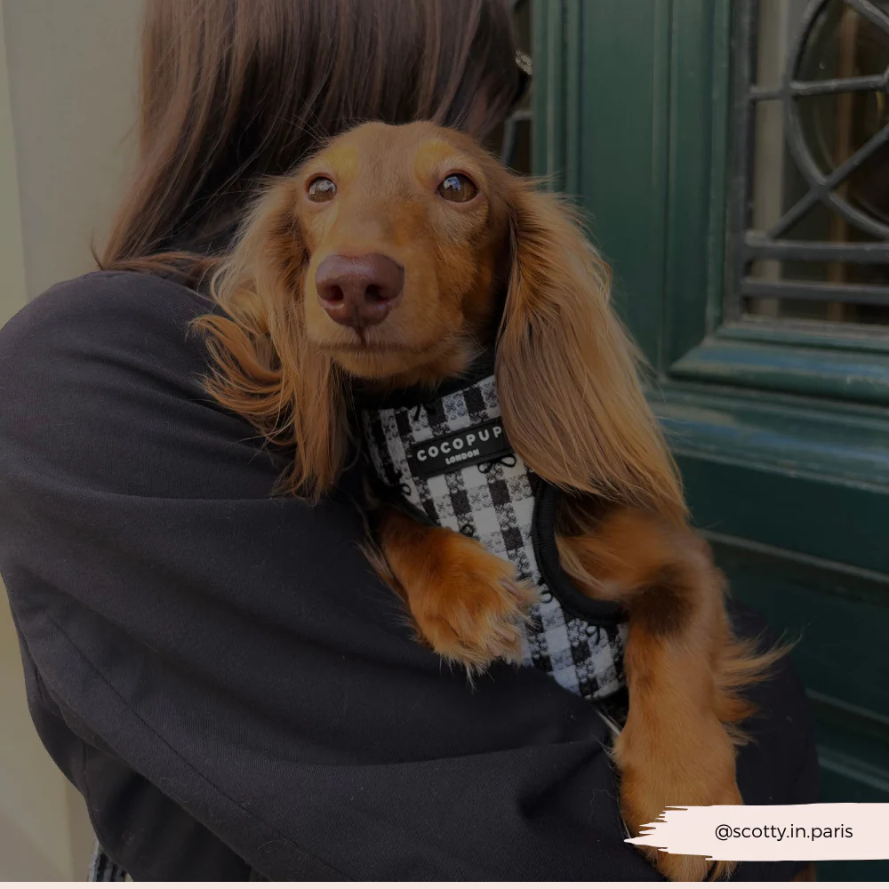 Pup in Paris Adjustable Neck Harness, Lead & Collar Bundle - Image 11