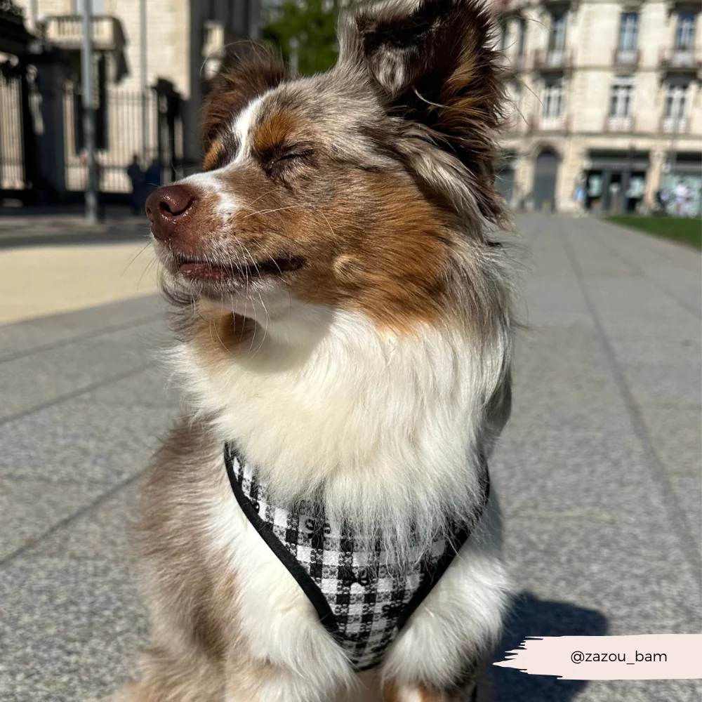 Pup in Paris Adjustable Neck HARNESS - Image 6