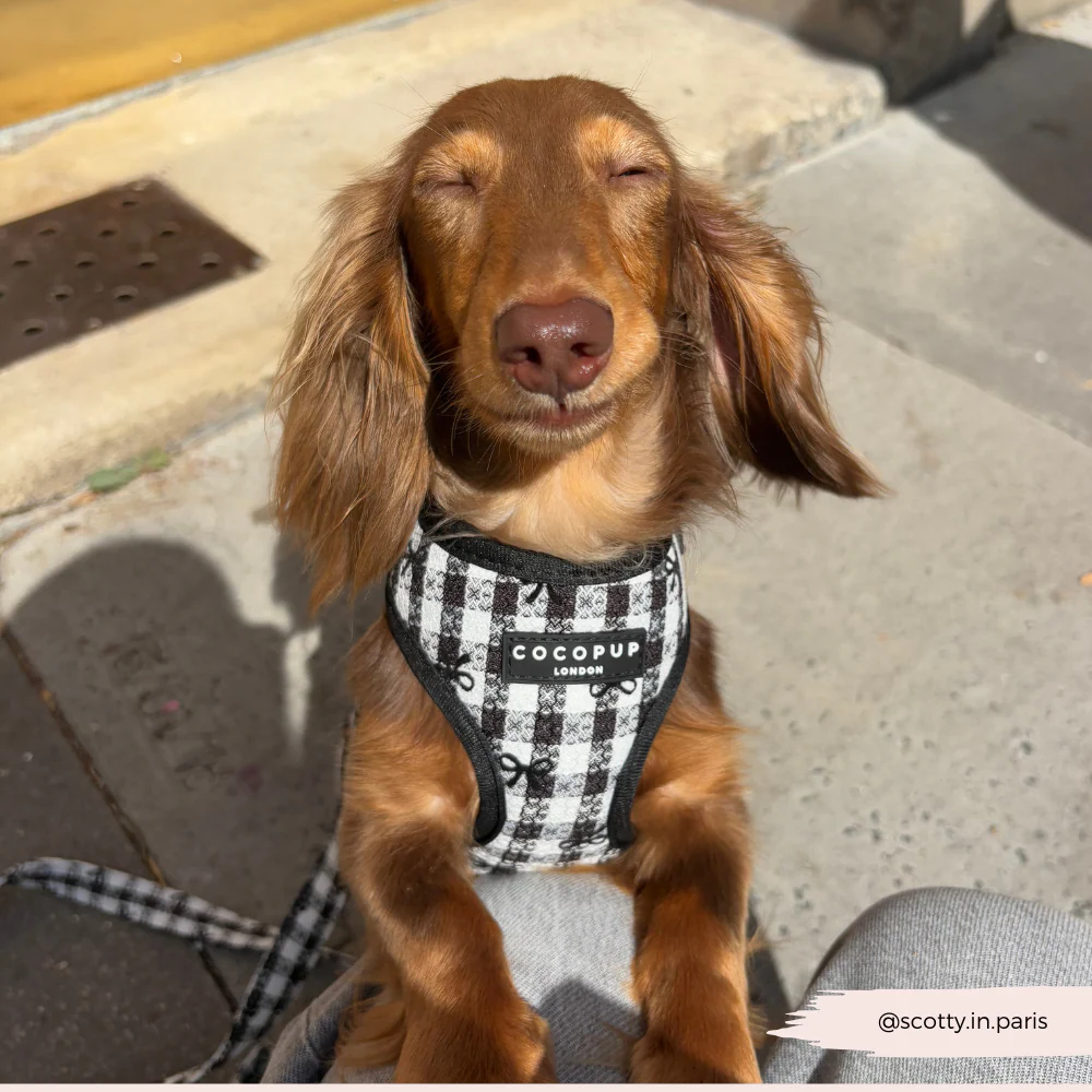 Pup in Paris Adjustable Neck HARNESS - Image 5