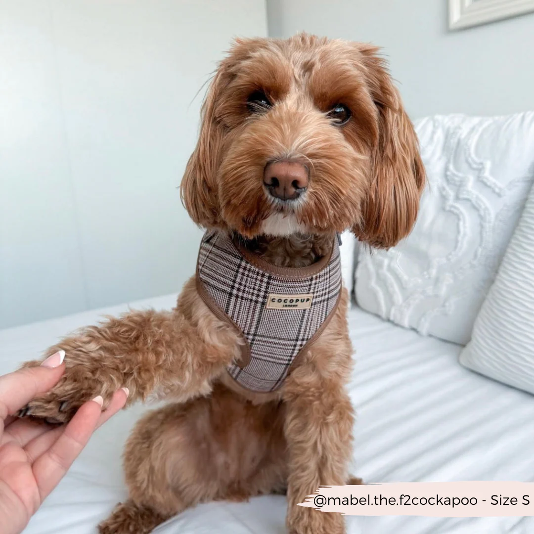 Pup Plaid Adjustable Neck Harness, Lead & Collar Bundle - Image 15