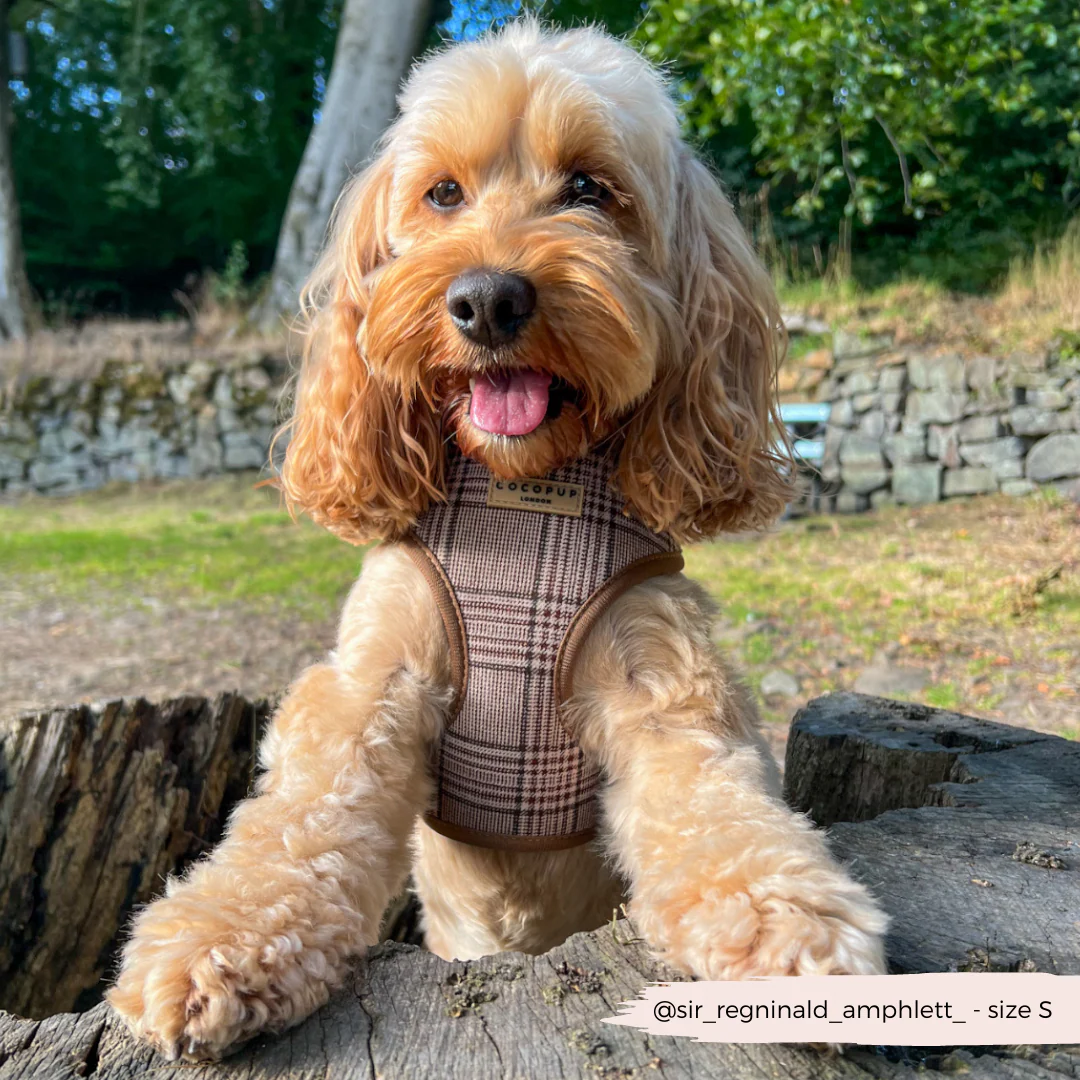 Pup Plaid Adjustable Neck Harness, Lead & Collar Bundle - Image 17