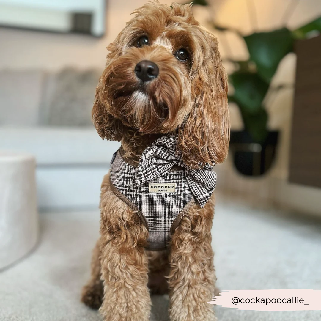 Pup Plaid Adjustable Neck Harness, Lead & Collar Bundle - Image 27