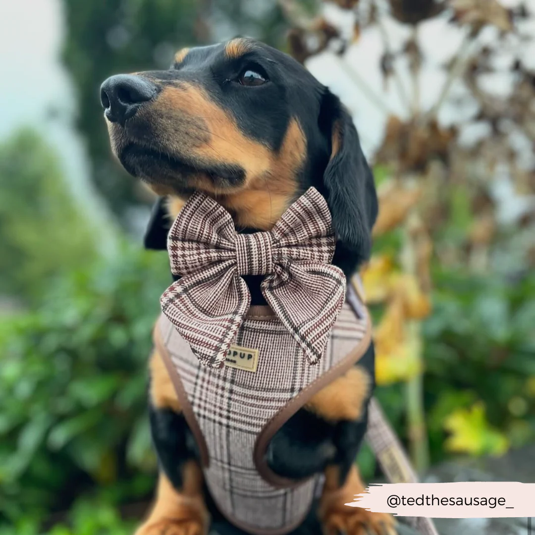 Pup Plaid Adjustable Neck Harness, Lead & Collar Bundle - Image 28
