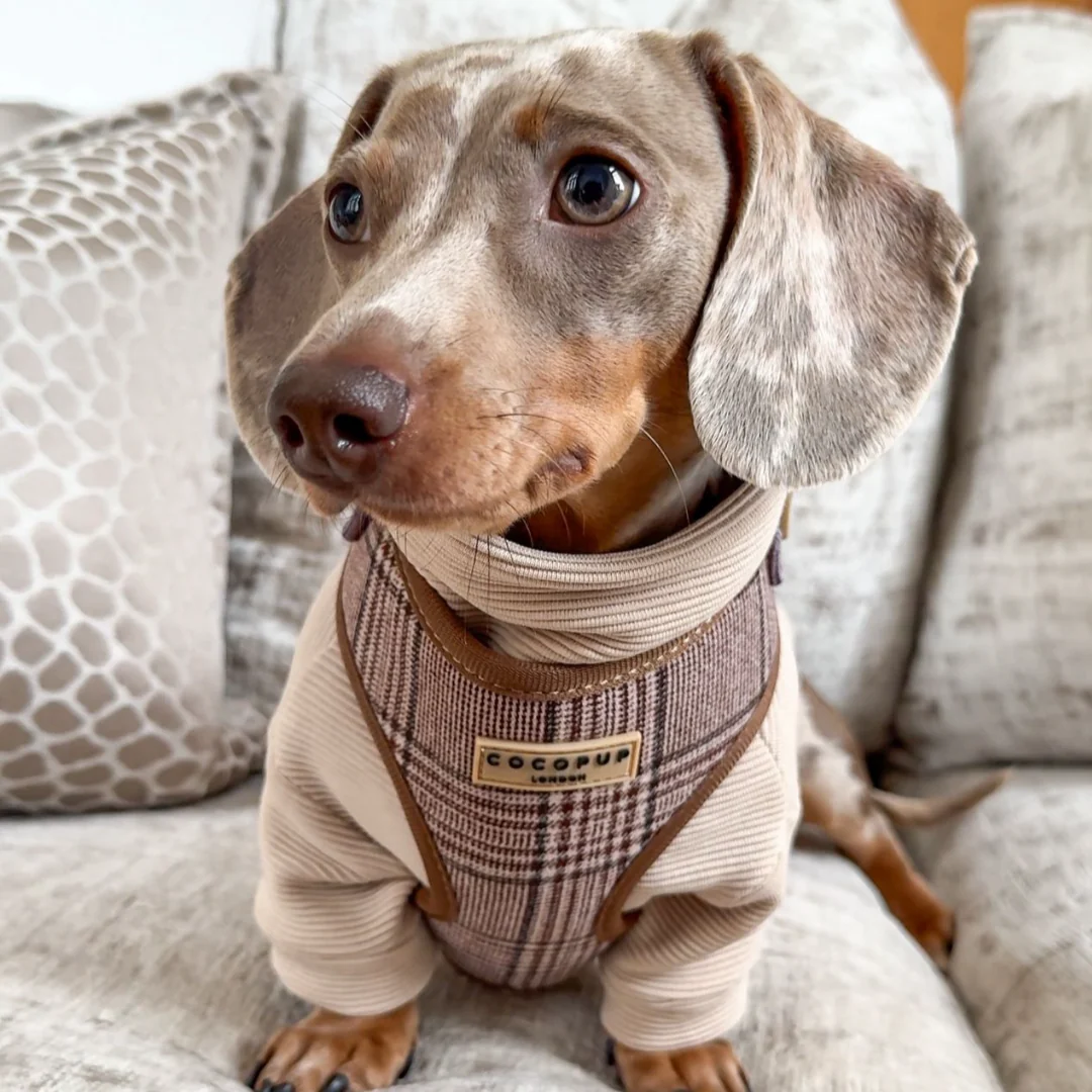 Pup Plaid Adjustable Neck Harness, Lead & Collar Bundle - Image 30