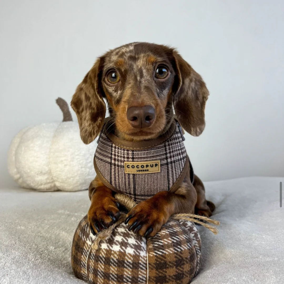 Pup Plaid Adjustable Neck Harness, Lead & Collar Bundle - Image 31