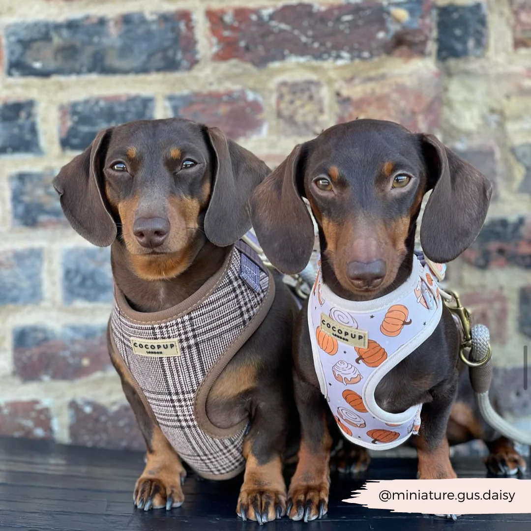 Pup Plaid Adjustable Neck Harness, Lead & Collar Bundle - Image 35