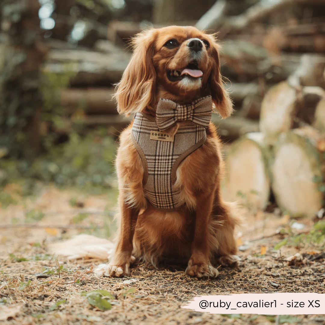 Pup Plaid Adjustable Neck Harness, Lead & Collar Bundle - Image 8