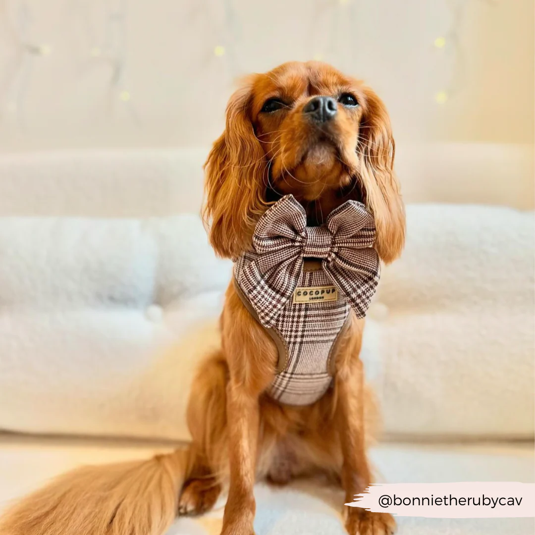 Pup Plaid Sailor Bow Tie - Image 8