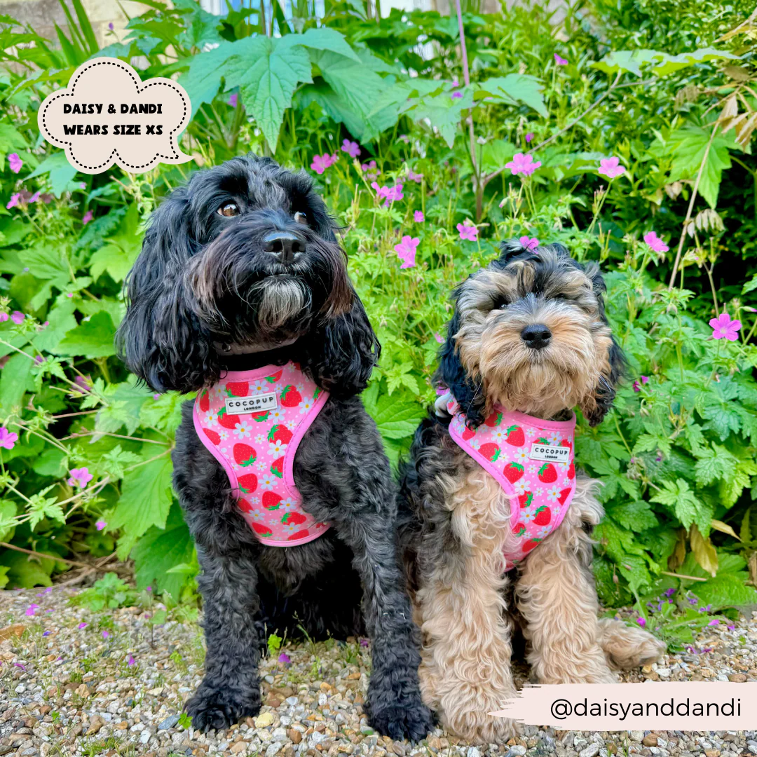 Pupberry Fields Adjustable Neck Harness, Lead & Collar Bundle - Image 12