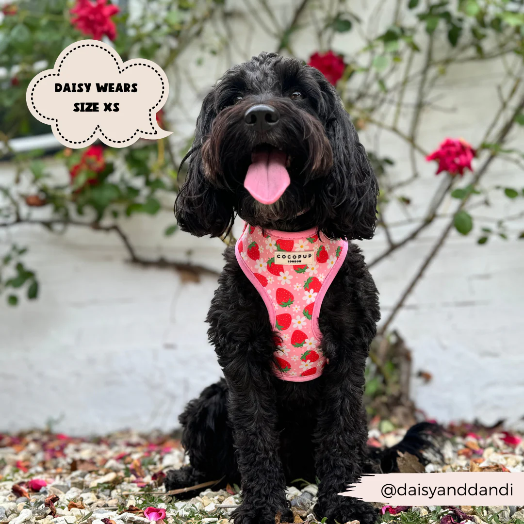 Pupberry Fields Adjustable Neck Harness, Lead & Collar Bundle - Image 14
