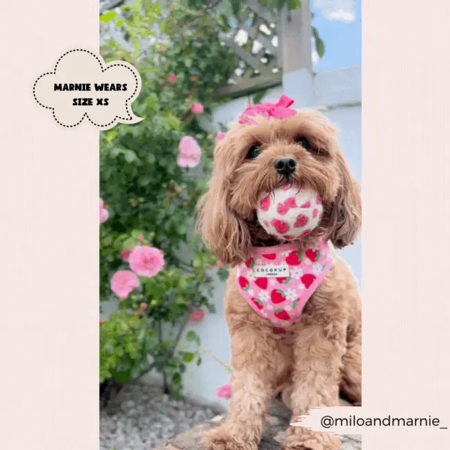 Pupberry Fields Adjustable Neck Harness, Lead & Collar Bundle - Image 16